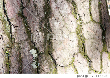 Close up of brown gray and green tree surface with day light for background texture. Close up of brown gray and green tree surface with day light for background texture. 70116898