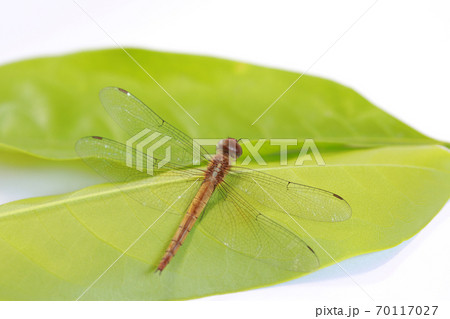 Dragonfly on the green leaf and on the white background. 70117027
