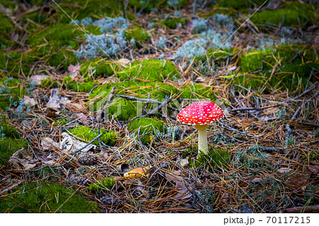 mushroom red fly agaric grows in moss 70117215