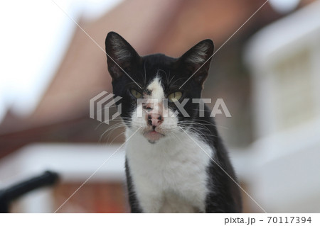 Cat black and white color and out focus background. 70117394