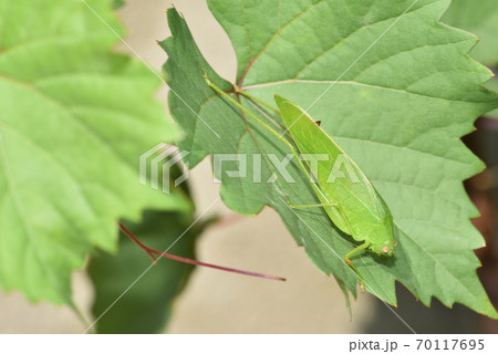 クダマキモドキ 70117695