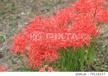 ヒガンバナ 70118157