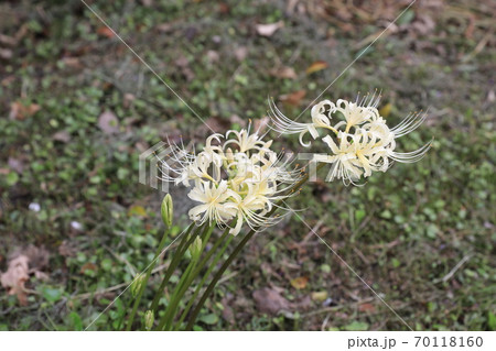 ヒガンバナ 70118160