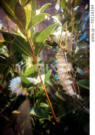 White butterfly caterpillar on a tree branch 70118184