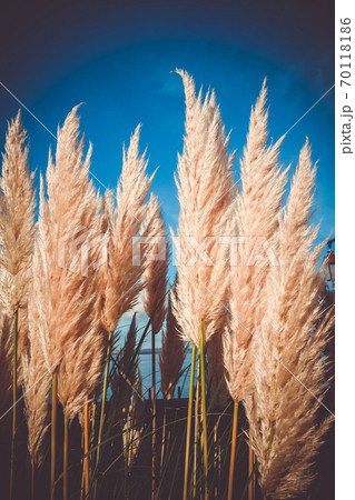 pampas grass on a blue sky background pampas grass on a blue sky background 70118186