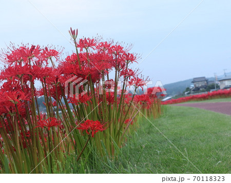 彼岸花、曼珠沙華 彼岸花、曼珠沙華 70118323