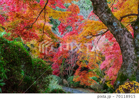 金毘羅さんの裏参道を見下ろすカラフルな紅葉 金毘羅さんの裏参道を見下ろすカラフルな紅葉 70118915