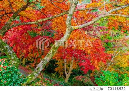 金毘羅さんの裏参道を見下ろすカラフルな紅葉 金毘羅さんの裏参道を見下ろすカラフルな紅葉 70118922