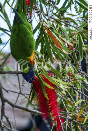 シドニー郊外のブラシの木に止まる綺麗なインコの写真素材 [70119263