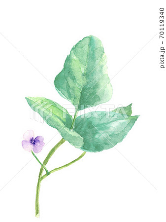 ささげ豆の花 野菜の花 葉付き白バック 透過 Png 水彩 のイラスト素材