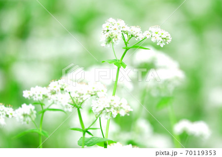 蕎麦の花 蕎麦の花 70119353