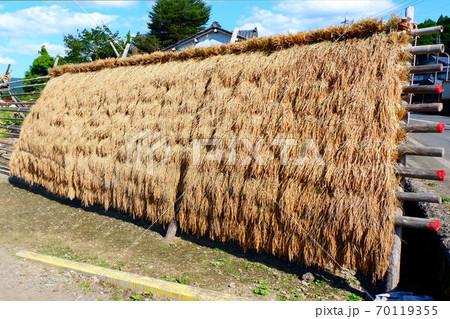 稲刈り 稲干し はさ掛け 稲刈り 稲干し はさ掛け 70119355