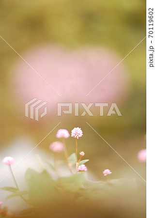 水面に咲く花 栃木県佐野市赤見町 弁天池 の写真素材 水面に咲く花 栃木県佐野市赤見町 弁天池 の写真素材
