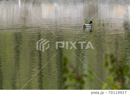 Floating duck-Drake on the pond, during the day. Floating duck-Drake on the pond, during the day. 70119927