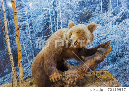 Stuffed wild bear 70119957