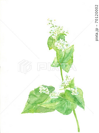 ソバの花 白い花 野菜の花 葉付き 白バック 水彩 のイラスト素材
