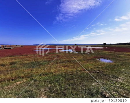 能取湖サンゴ草群落(北海道網走市卯原内) 能取湖サンゴ草群落(北海道網走市卯原内) 70120010