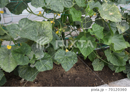 花壇に植えたキュウリ 十月 花壇に植えたキュウリ 十月 70120360