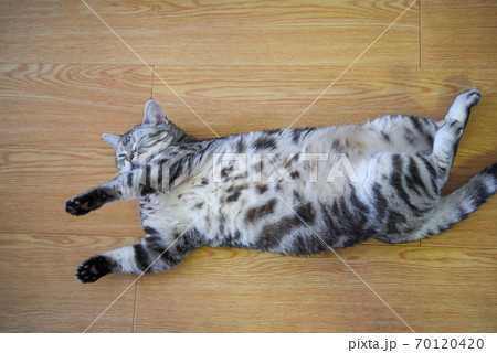 仰向けで寝る猫 仰向けで寝る猫 70120420