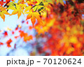秋 もみじの紅葉 70120624