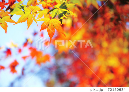 秋 もみじの紅葉 70120624