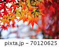 秋 もみじの紅葉 70120625