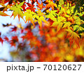 秋 もみじの紅葉 70120627