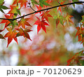 秋 もみじの紅葉 70120629