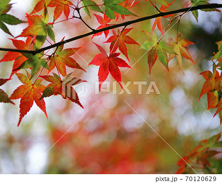 秋 もみじの紅葉 70120629