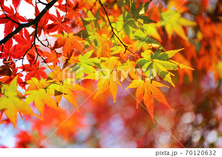 秋 もみじの紅葉 70120632