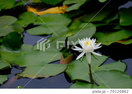 睡蓮花 睡蓮花 70120862
