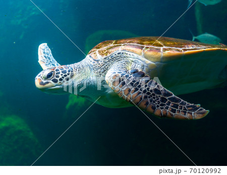 Sea turtles in the deep sea, a rare conservation animal that is abundant in Asia. 70120992