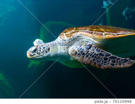 Sea turtles in the deep sea, a rare conservation animal that is abundant in Asia. 70120998