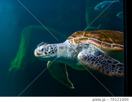Sea turtles in the deep sea, a rare conservation animal that is abundant in Asia. Sea turtles in the deep sea, a rare conservation animal that is abundant in Asia. 70121000