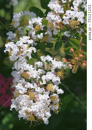 サルスベリ　 70121202