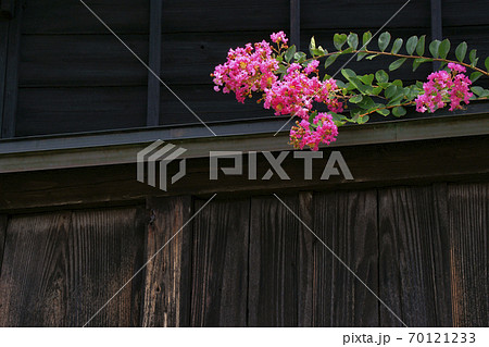 サルスベリ　 70121233