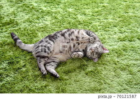 グリーンのラグの上で寝そべる猫	 70121587