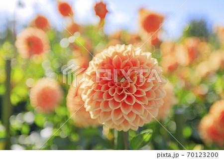 馬見丘陵公園 満開のダリア園 馬見丘陵公園 満開のダリア園 70123200