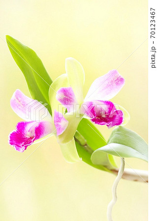 ミニカトレア　Yen Corona　リトルスピリット 70123467