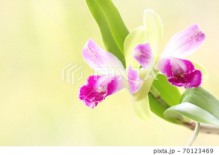 ミニカトレア　Yen Corona　リトルスピリット 70123469