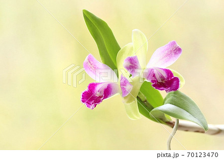 ミニカトレア　Yen Corona　リトルスピリット 70123470