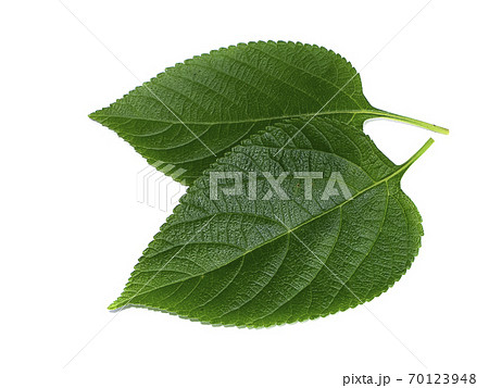 Close up of Lantana camara leaf on white background. 70123948