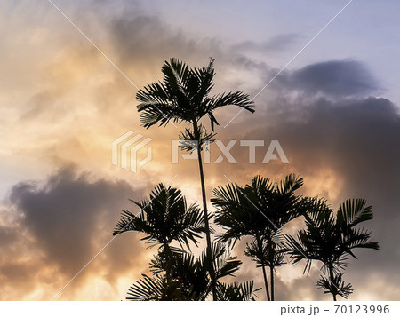Silhouette of Sealing wax palm with sky background. 70123996