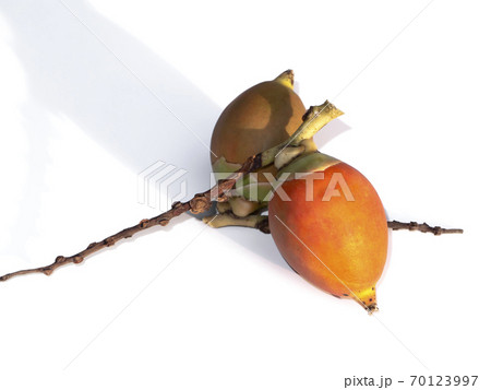 Foxtail palm fruit on white background. 70123997