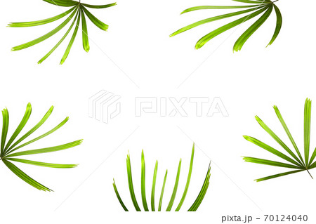 tropical green palm leaf isolated on white for summer background tropical green palm leaf isolated on white for summer background 70124040