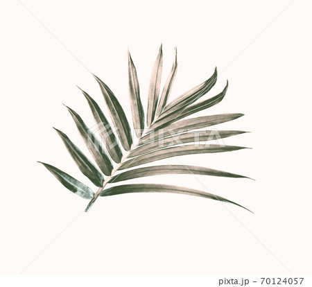 green leaf of palm tree isolated on white 70124057