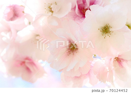 八重紅大島 ヤエベニオオシマ ボリューム感のある桜の花 八重紅大島 ヤエベニオオシマ ボリューム感のある桜の花 70124452