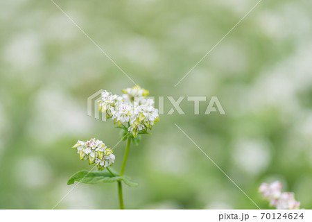 蕎麦の花 蕎麦の花 70124624