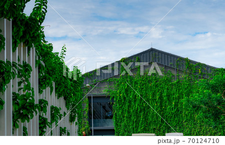 Climbing plant on house wall. Building covered with green ivy. Eco wall. Many climbing plant leaves on wall reduce dust in air and reduce temperature in house. Tropical garden. Clean environment. 70124710