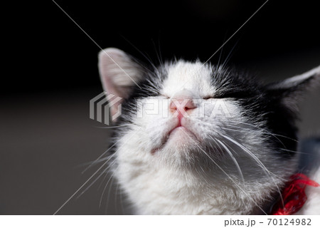 眩しそうな猫 眩しそうな猫 70124982